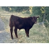 Image 4 : Meyer Cattle Inc. - 680# Weaned Steers - 90 Head (Lethbridge, AB)