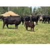 Image 5 : Hines Ranching Co. Ltd. - 525# November Delivery Steer Calves - 100 Head (Marwayne, AB)