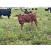 Image 9 : Hobman Livestock - 570# October Steer Calves - 103 Head (Nokomis, SK)
