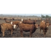 Image 3 : Amber Mountain Farms - 670# July Delivery Heifers - 90 Head (Vauxhall, AB)
