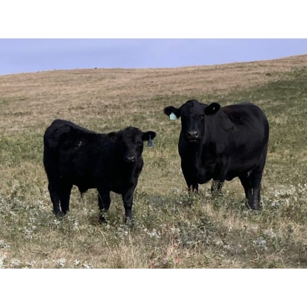Elk Ridge Farming - 580# October Delivery Steer Calves - 44 Head (Nanton, AB)