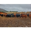 Image 2 : John Lindquist/Haynes Ranch - 620# November Delivery Steer Calves - 70 Head (Rock Creek, BC)