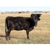 Image 4 : A&S Farms - 20 Black April/May 2nd Calf Cows (Picture Butte, AB)