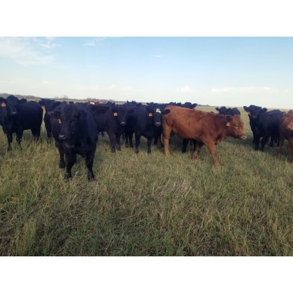 7L Ranch - 900# Oct/Nov Grass Heifers - 68 Head (Lakeland, MB) VBP+