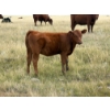 Image 3 : Colter Malloy - 525# November Delivery Heifer Calves - 100 Head (Pollockville, AB)