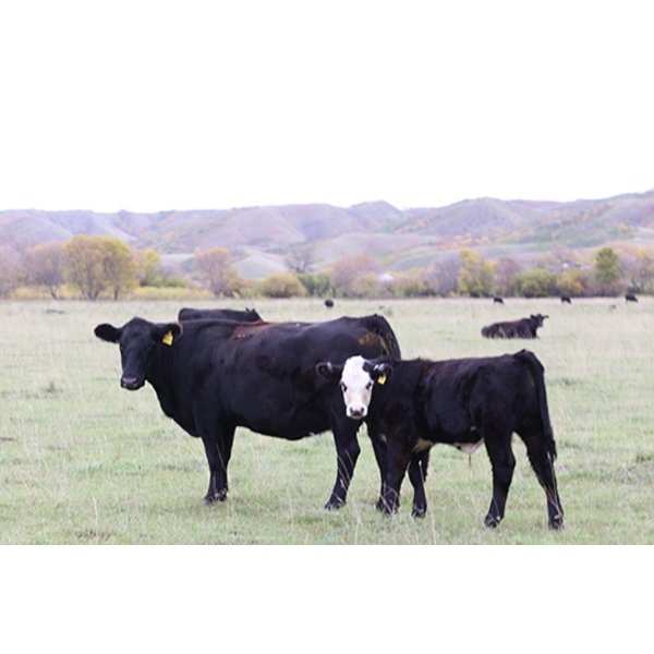 Cam Taylor/Trevor Campbell - 515# November Delivery Steer Calves - 170 Head (Wolseley, SK)