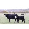 Image 1 : Cam Taylor/Trevor Campbell - 515# November Delivery Steer Calves - 170 Head (Wolseley, SK)