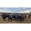 Image 4 : Driland Feeders - 1000# May Delivery Steers - 76 Head (Burdett, AB)