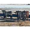 Image 3 : Sturgeon River Ranch - 725# March Delivery Steers - 85 Head (Rockyford, AB)