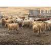 Image 9 : Lowe Ranches - 903# February Delivery Heifers - 57 Head (Nanton, AB)