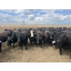 Image 2 : Babcock Livestock - 980# August Delivery Heifers - 288 Head (Czar, AB)
