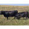 Image 6 : AJS Ranch - 760# October Delivery Steer Calves - 82 Head (Botha, AB)
