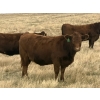 Image 3 : Rafter NZ Ranch - 22 Red X March/April Calving Bred Heifers (Pincher Creek, AB)