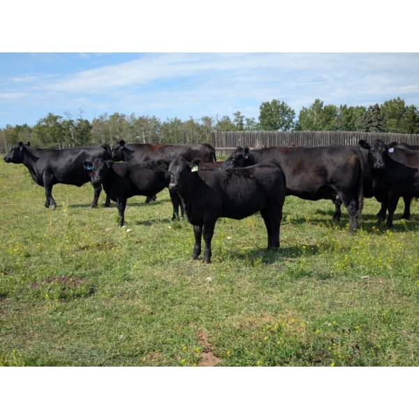 6R Farms - 690# October Delivery Steer Calves - 146 Head (Erskine, AB)