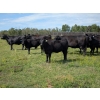 Image 1 : 6R Farms - 690# October Delivery Steer Calves - 146 Head (Erskine, AB)