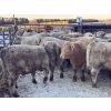 Image 3 : Jubilee Farms Ltd. - 785# January Weaned Steers - 146 Head (Westlock, AB)