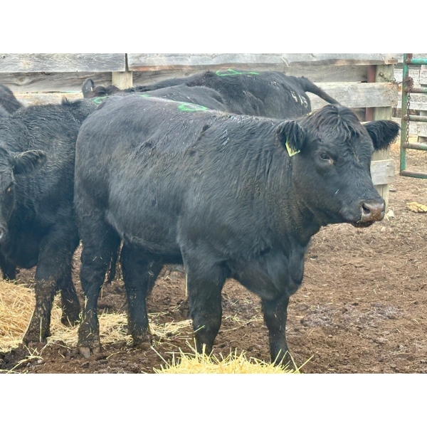 Rosgen Ranches - 10 Heifers (Pen 510)