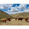 Image 6 : Meyer Cattle Inc. - 10 Red Angus X 3rd Calf Pairs (Lethbridge, AB)