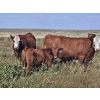 Image 7 : Blaine & Sue Hudec - 600# Oct/Nov Delivery Steer Calves - 80 Head (Jenner, AB)