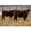 Image 9 : Winn Man Farms - 780# March Delivery Steers - 78 Head (Winnipegosis, MB)