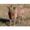 Image 7 : Beck Farms - 650# November Steer Calves - 45 Head (Lang, SK)