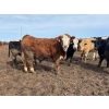 Image 4 : J & J Ranching - 1050# April Delivery Steers - 57 Head (Rhein, SK)