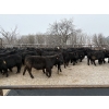 Image 14 : Rod Williams - 810# December Delivery Steer Calves - 72 Head (Crane Valley, SK)