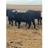 Image 4 : Colter Malloy - 6 BWF Heifers (Pen 324)
