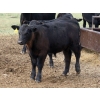Image 7 : Goldridge Farming Co. - 600# October Delivery Steer Calves - 200 Head (Turin, AB)