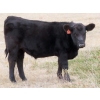 Image 7 : L & J Ranch - 640# Oct/Nov Steer Calves - 54 Head (Harptree, SK)