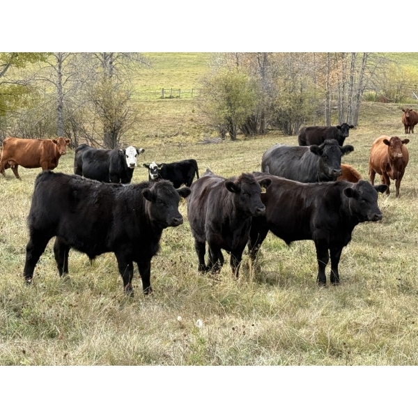 Eric & Yvonne Vandenhoven - 760# February Delivery Weaned Steers - 82 Head (Rimbey, AB)