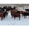 Image 3 : Franklin Cattle Co. - 650# February Delivery Heifers - 140 Head (Grenfell, SK)
