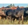 Image 5 : Valley View Ranch - 945# September Delivery Grass Heifers - 58 Head (Strathmore, AB)