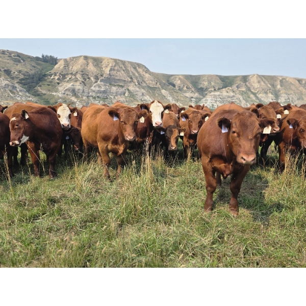 M.S. MacLean Livestock - 1010# September Delivery Grass Steers - 112 Head (Coaldale, AB)