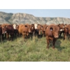 Image 1 : M.S. MacLean Livestock - 1010# September Delivery Grass Steers - 112 Head (Coaldale, AB)