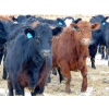 Image 3 : Justin & Kryston Tateson - 900# March Delivery Weaned Steers - 200 Head (Scandia, AB)
