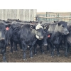 Image 3 : Gibraltar Cattle - 2 BBF Heifers (Pen 440)