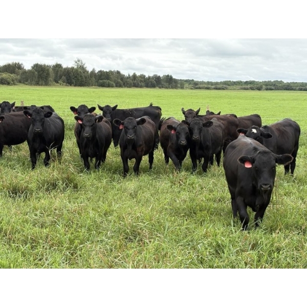 Kelly Harder - 810# Aug/Sept Delivery Grass Heifers - 77 Head (Steinbach, MB)