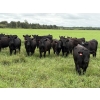 Image 1 : Kelly Harder - 810# Aug/Sept Delivery Grass Heifers - 77 Head (Steinbach, MB)