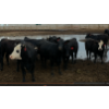 Image 9 : Ripple Rock Ranch - 860# August Delivery Heifers - 30 Head (Fincastle, AB)