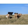 Image 15 : Farming Valley Ranch (Ben Tateson) - 540# November Delivery Heifer Calves - 100 Head (Cereal, AB)