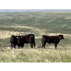 Image 2 : Rodney & Lee Perrin - 550# October Delivery Steer Calves - 75 Head (Maple Creek, SK)