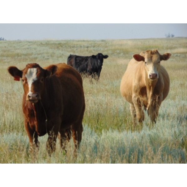 Riverbend Ranch - 1020# September Grass Steers - 201 Head (Scotfield, AB)