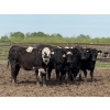 Image 2 : Cunningham Cattle Co. - 900# June Delivery Heifers - 55 Head (Sundre, AB)