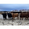Image 3 : Wayne Megli - 750# February Delivery Steers - 80 Head (Carrot River, SK)