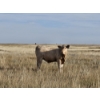 Image 5 : Ron Schmidt - 720# November Delivery Steer Calves - 85 Head (Rainier, AB)