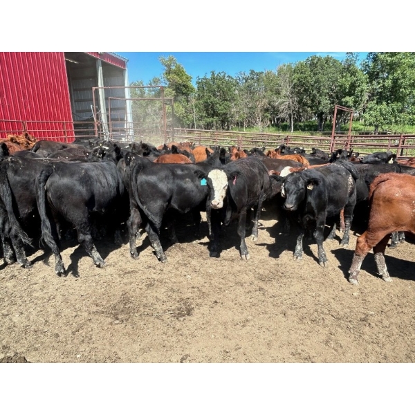 Turtleview Livestock - 930# October Delivery Grass Heifers - 62 Head (Goodlands, MB) VBP+