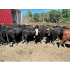 Image 1 : Turtleview Livestock - 930# October Delivery Grass Heifers - 62 Head (Goodlands, MB) VBP+