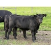 Image 5 : Darren & Tamara Schultz - 670# October Delivery Steer Calves - 90 Head (Bashaw, AB)