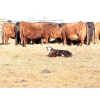 Image 5 : Black Powder Cattle Company - 35 June Delivery Exotic X Pairs (Oxbow, SK)